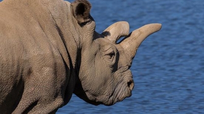 Endangered white rhino dies at U.S. zoo