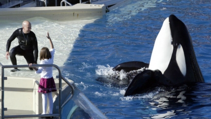 SeaWorld to end theatrical killer whale show due