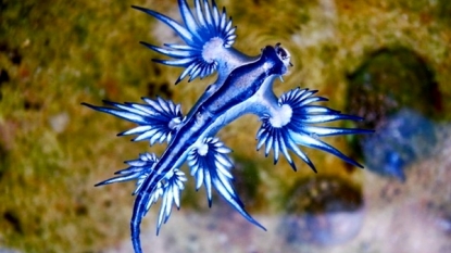 Rare Blue Dragon Sea Slug Washes Up on Australian Shores