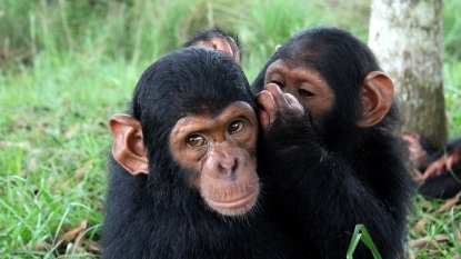 Study Disagreement over chimpanzee ‘accent’