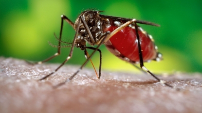 Mosquitoes engineered to combat malaria