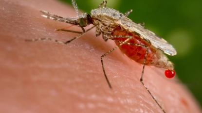 Scientists create strain of malaria-blocking mosquito