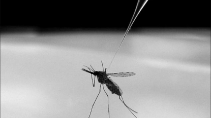 Scientists find key to malaria growth