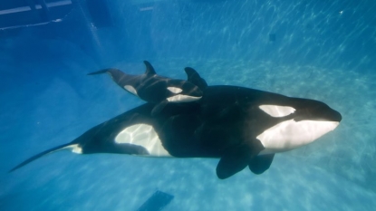 SeaWorld’s Killer Whale Shows to Be Phased Out in San Diego