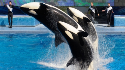 SeaWorld to Stop Killer Whale Show