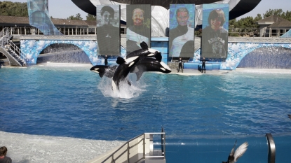 SeaWorld to end killer whale shows