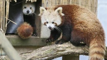 Happy ending for red panda who escaped zoo for weekend adventure