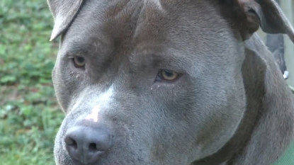 Pitbull who disappeared in Texas floods found 2000 miles away