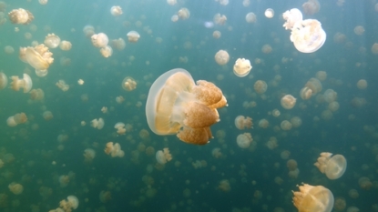 Study reveals how Jellyfish and Lampreys move with Great Efficiency