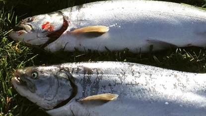 Genetically modified salmon approved by FDA