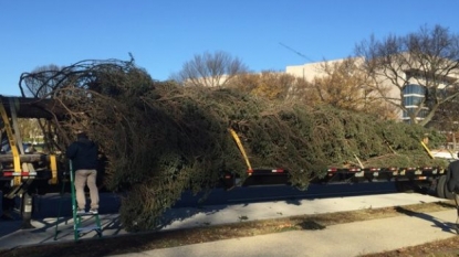 Capitol Christmas tree arrives in DC