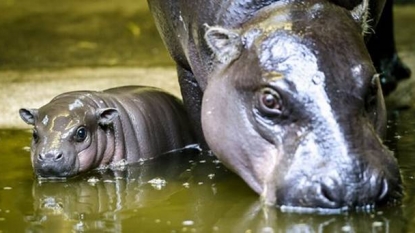 Endangered pygmy hippo born at zoo