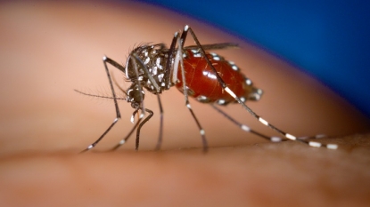 Mosquito-Borne Chikungunya Virus Can Cause Fatal Brain Infection