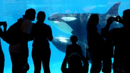 Seaworld (SEAS) Stock Dives on Earnings Miss