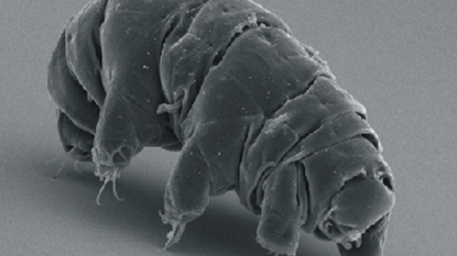 Tiny water bears are huge DNA thieves