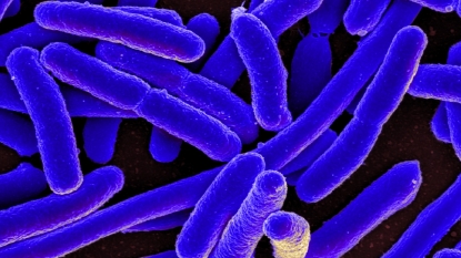 World Health Organization survey: Confusion about antibiotic resistance