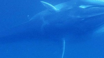 World’s rarest whale filmed for first time off coast of Madagascar allaying