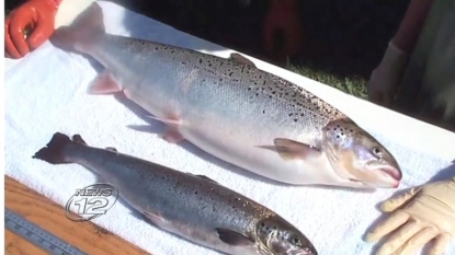 GMO salmon gets final FDA approval