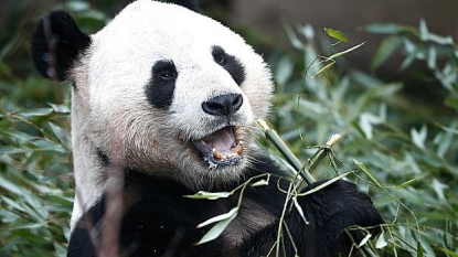 Chinese scientists decode panda ‘language’