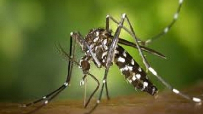 First Dengue Vaccine Approved in Mexico