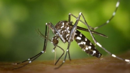 Mosquitos spread microcephaly disease in Brazil