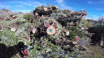 Iowa City Christmas tree pick-up