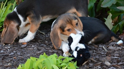 7 half-pound mutts become first test-tube puppies in world