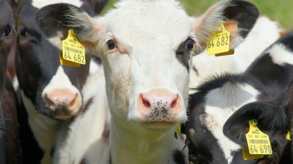 China to Clone Cattle for Increased Beef Production