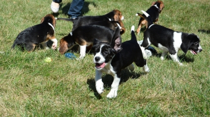 To the dogs: First ‘test tube’ puppies born