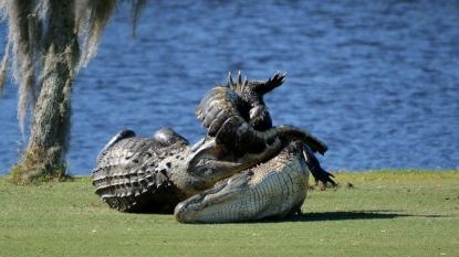 Alligator wrestling match interrupts Florida golf game