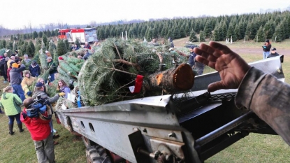 With Thanksgiving over, Christmas Tree Farms are bustling