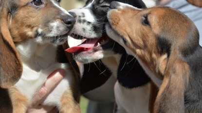 World’s first IVF puppies born in breakthrough