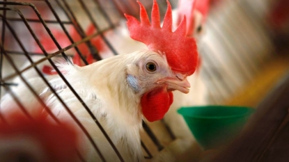 Legislator: State officials monitoring Avian flu outbreak now contained to Indiana