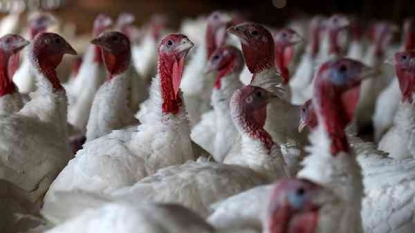 Bird flu at Indiana turkey farm not same as 2015 strain