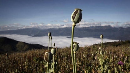 China busts 35 restaurants using opium poppies as seasoning