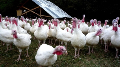 Almost all 400K birds at IN farms with bird flu killed