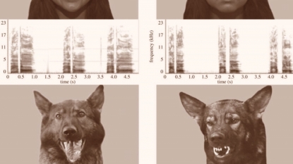 Dogs ARE a man’s best friend – pooches can recognise emotions in humans