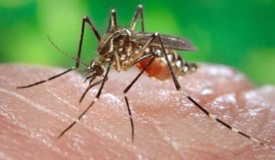 Government says three Canadians infected with Zika virus after travel