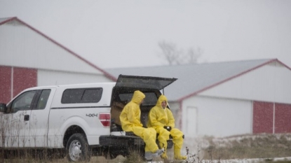 Hundreds of Thousands of Birds Euthanized Due to Avian Flu