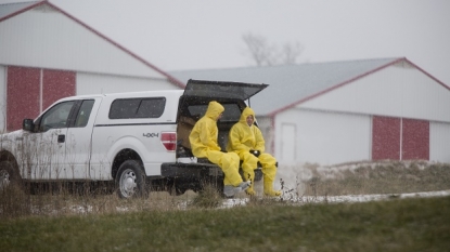 Iowa poultry leader says bird flu strain ‘caught early’ in Indiana