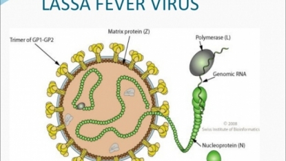 Lassa fever: Death toll rises as FG pledges to contain disease