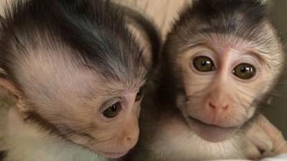 Chinese Scientists Create And Study Monkeys With Autism