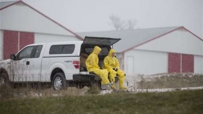 More Than 400K Birds Destroyed To Contain Avian Flu Outbreak