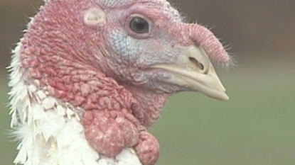 All 400K birds at Indiana farms with bird flu killed