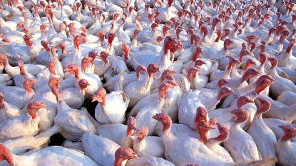 Bird flu on 10 IN farms