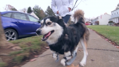 Underdeveloped Dog Gets A Cybernetic Upgrade