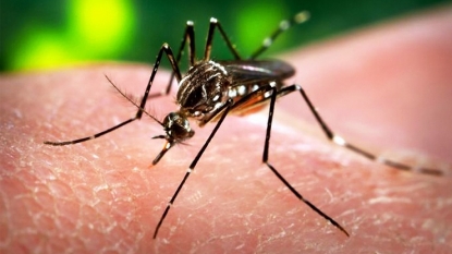 Martinique joins list of regional countries with Zika virus infection