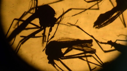 Brazil finds active Zika virus in urine, saliva