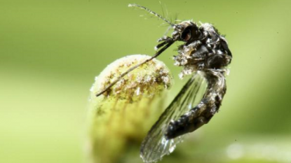 1st confirmed case of Zika virus in Ontario, province says