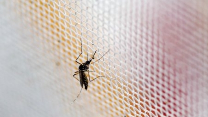 Birth Defects, Miscarriages Seen In Pregnant US Women With Zika